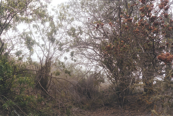 Brambles