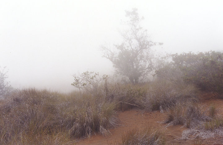 Misty Hawaii