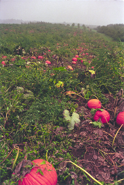 Pumpkins