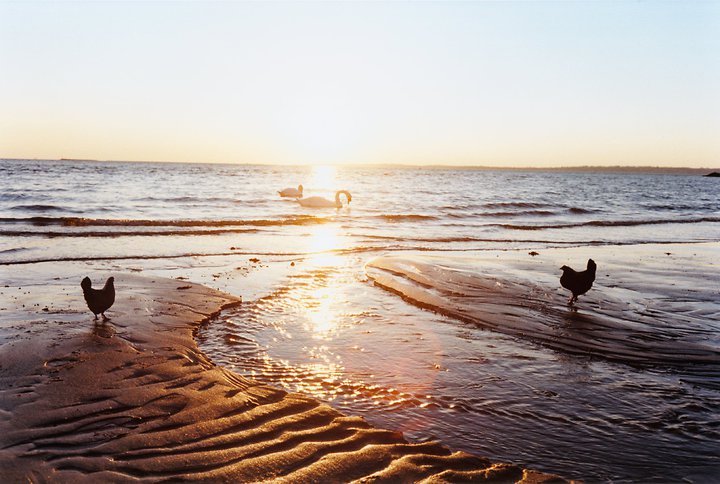 Chickens and Swans