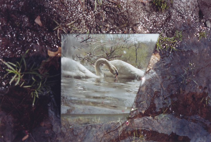 Mirrored Swan