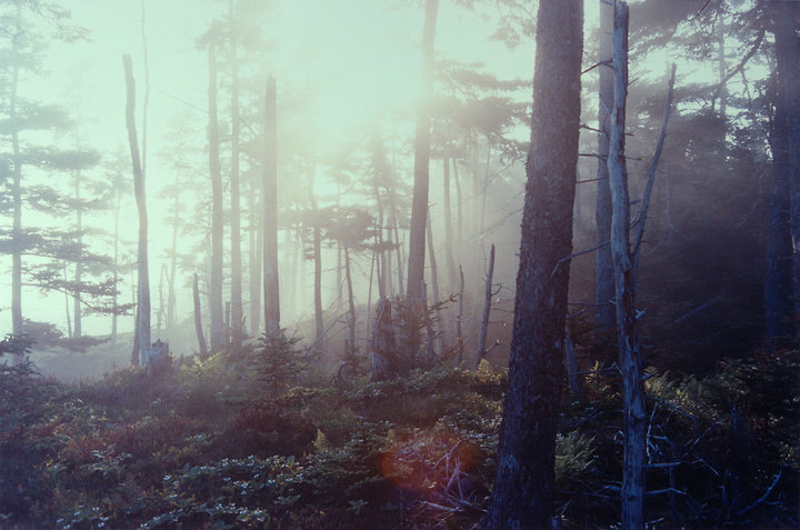 Brunswick Forest
