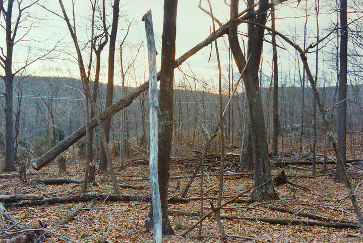 Leaning Tree