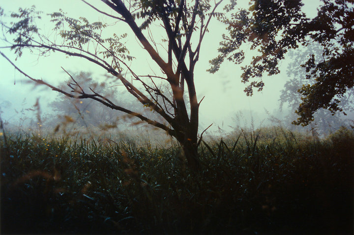 Night Tree