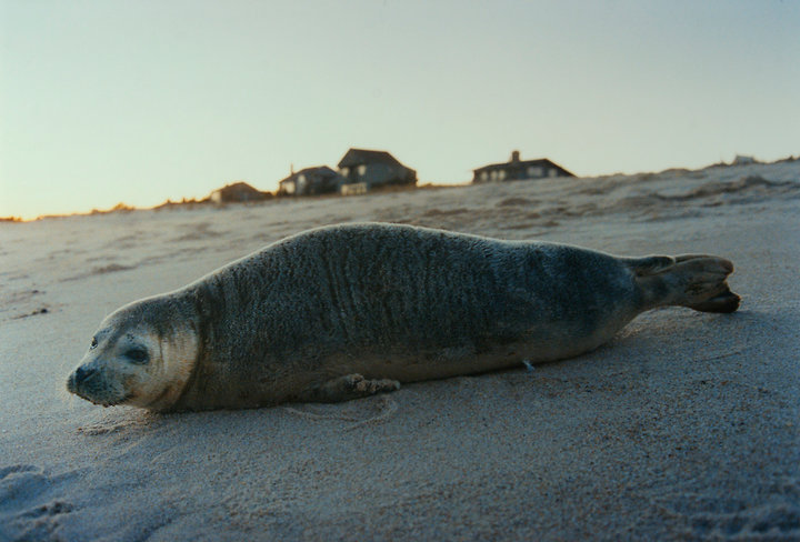 Seal