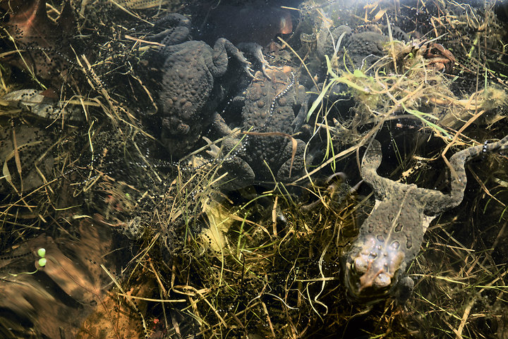 Big Lake, May 10, 2014 (Lewis)