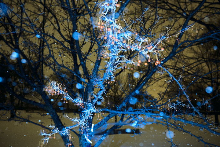 Crab-apple, January 24, 2014 (Lewis)
