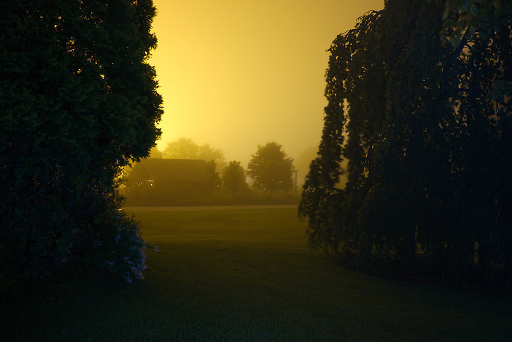 European Beech, June 19, 2014 (Lewis)