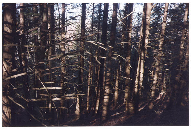 Contrasty Pines