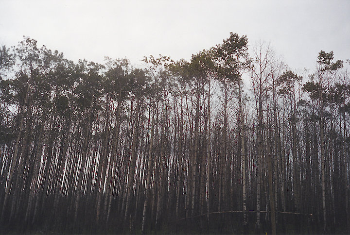 Driving Trees