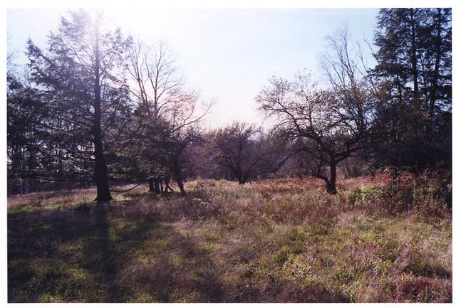 Former Orchard