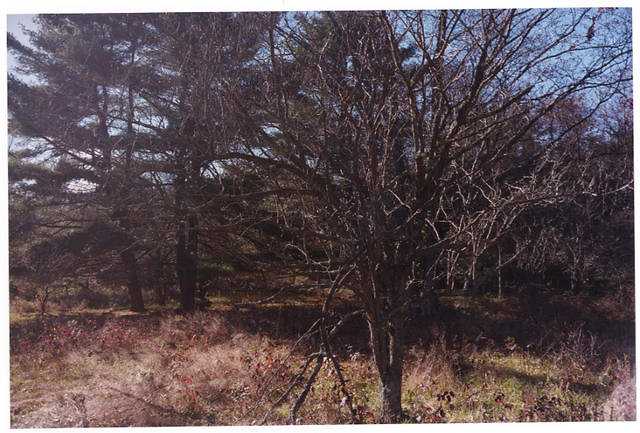 Haloed Tree