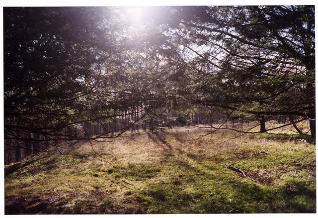 Looking Through Trees at Bright Field
