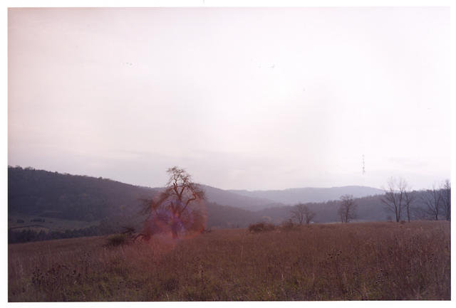 Pale Field with Flare on Tree