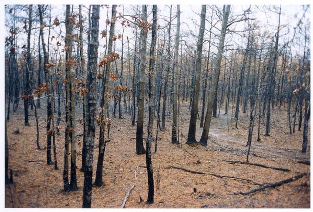 Pine Barrens