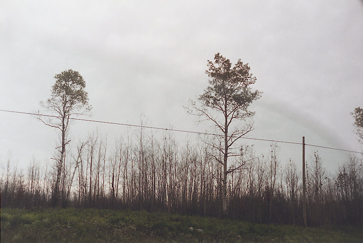 Two Trees