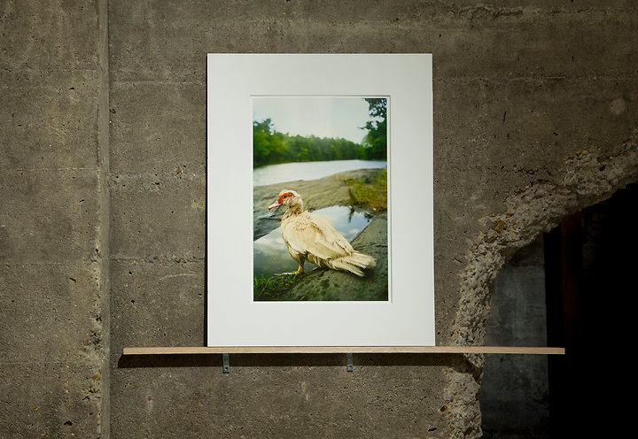 Dreaming Duck