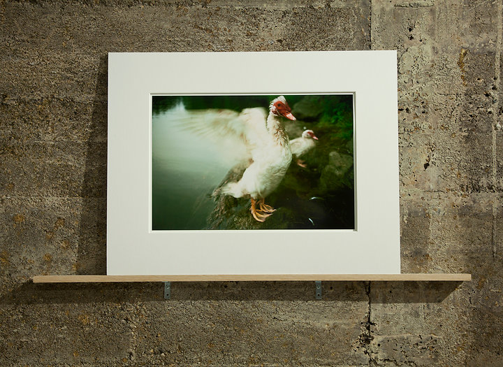 Duck with Wings Spread