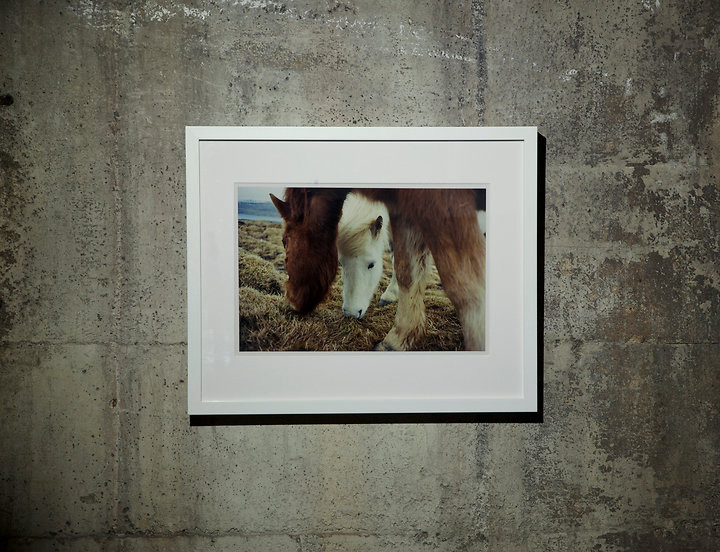 Horses