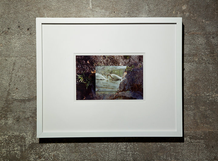 Swans in Mirror