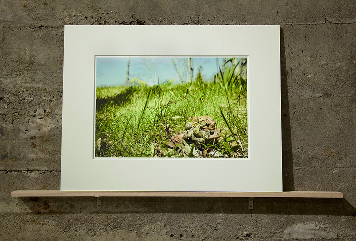 Two Frogs