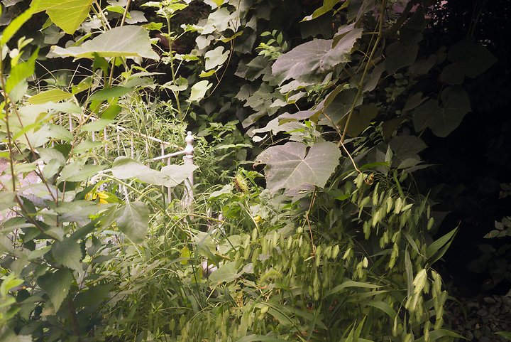 Foliage Aug. 18