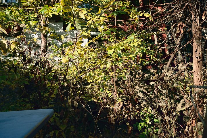 Table and Foliage