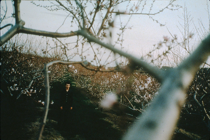 Orchard