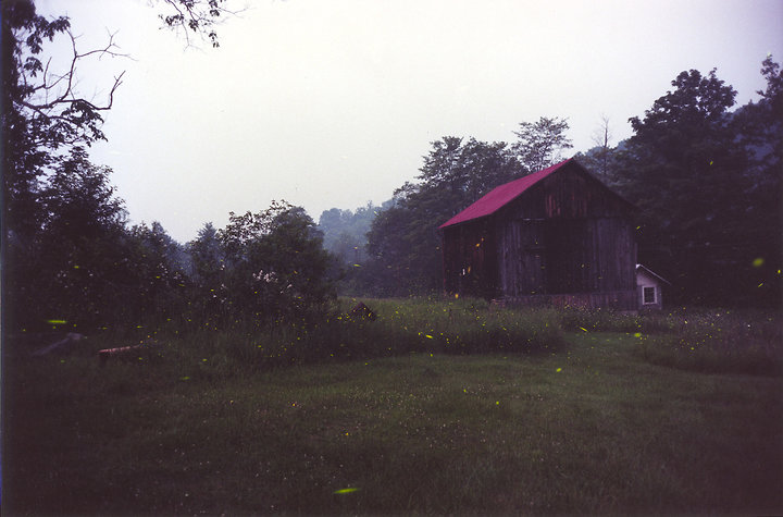 Fireflies