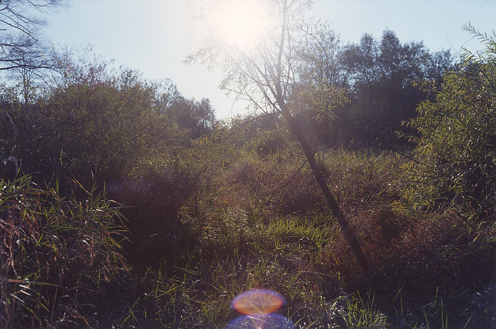 Leaves and Grass