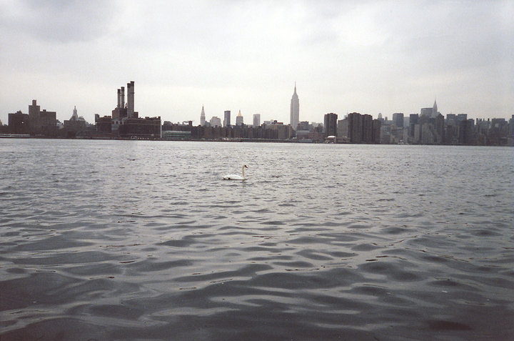 NYC Swan