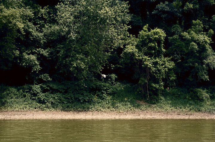 Heron
