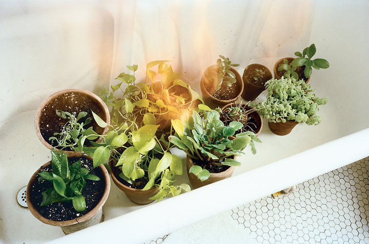 Plants