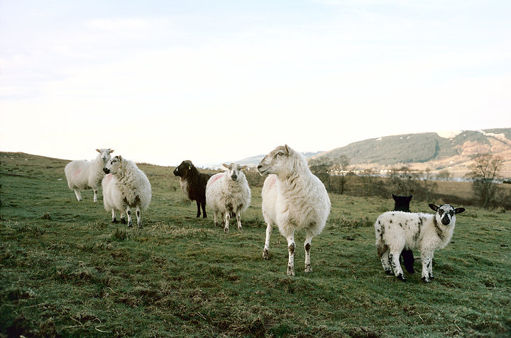 Sheep