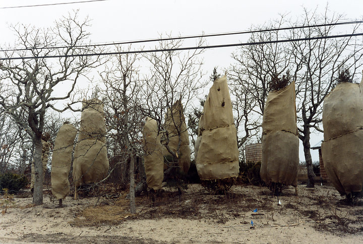 Shrouded Trees
