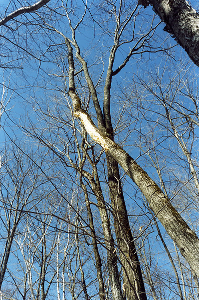 Trees