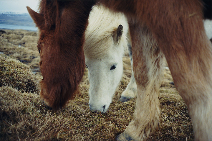 Horses