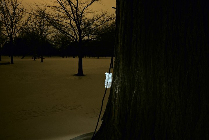 Crab-apple, January 21, 2014