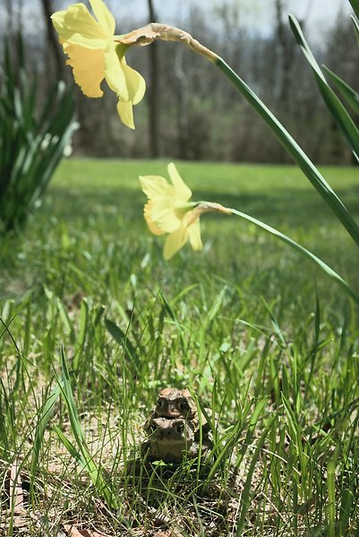 Daffodils, May 6, 2014
