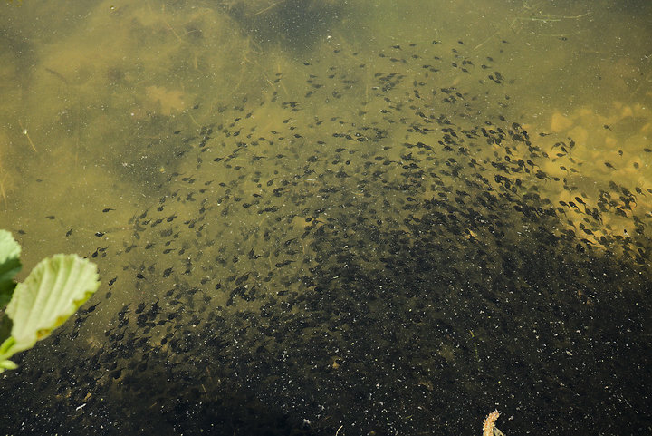 Prospect from Shore, May 29, 2014
