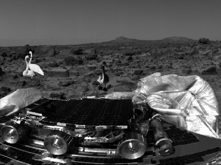 Swans on Mars