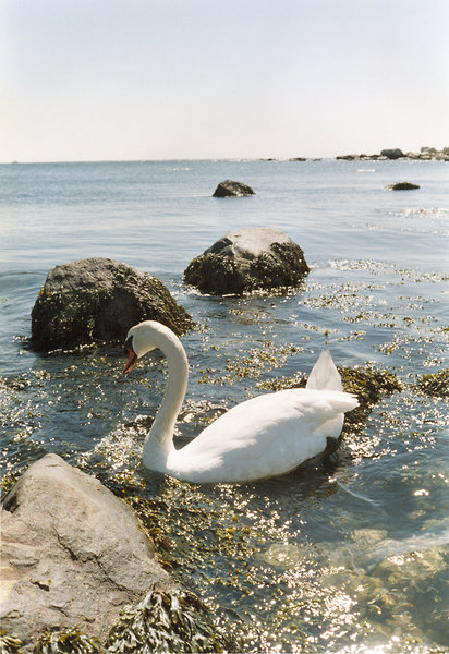 Blue Swan