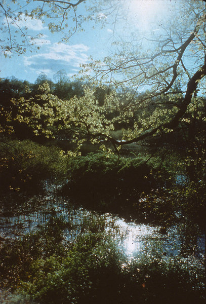 Disney Landscape/Green Landscape