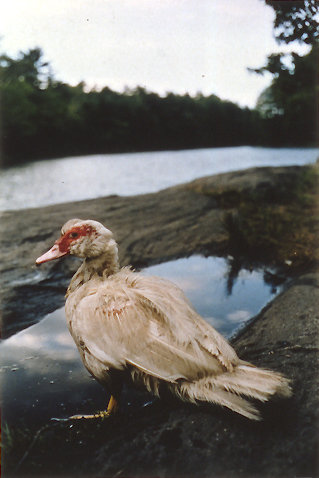 Dreaming Duck