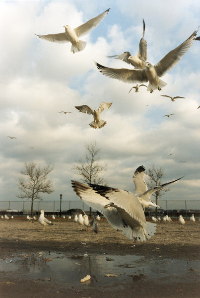 Gulls