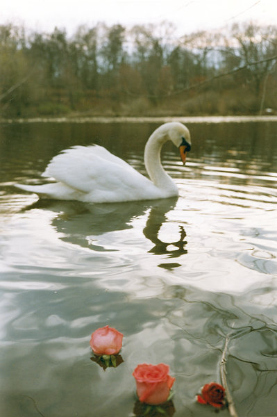 Rose Swan